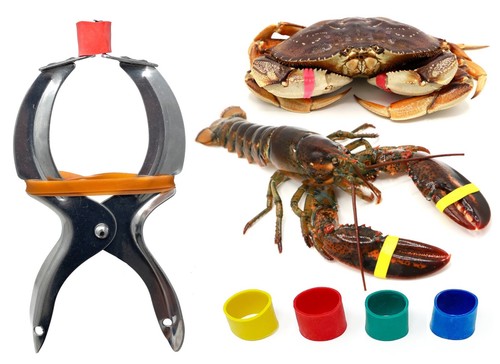 Airfly crab lobster - lobster, claw