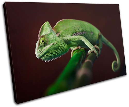 Gekko wildlife abstract single - gekko,