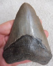Megalodon Dent (Dentelé) -