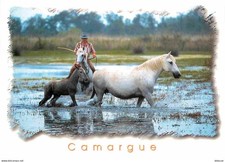 Animaux - Chevaux - Camargue -