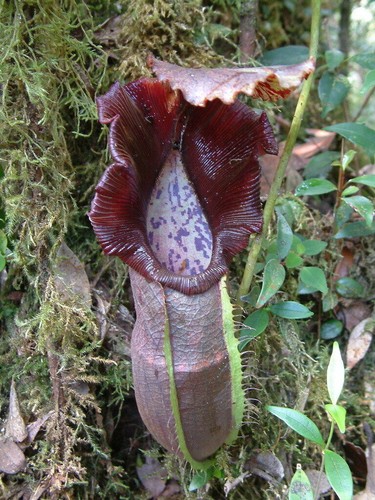Nepenthes naga plante - nepenthes,