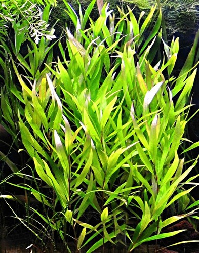 Hygrophila nomaphila stricta - nomaphila,