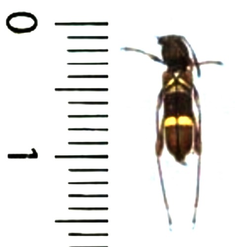 Cerambycidae cyrtoclytus - -,
