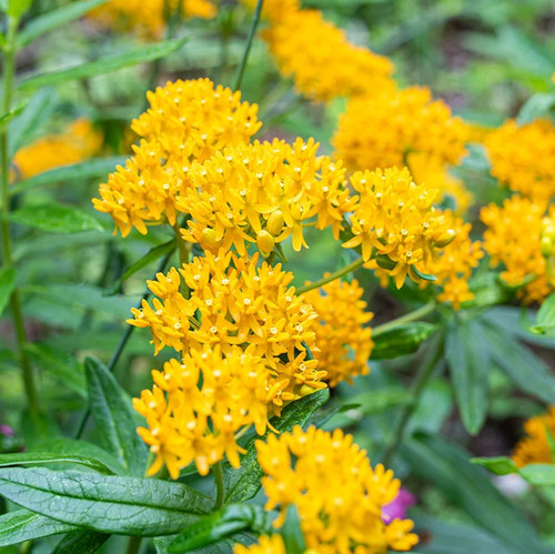Set yellow milkweed - set, live