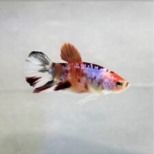 Combattant plakat koi betta Aquarium poissons plantes 
