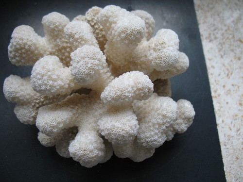 Corail blanc chou fleur - corail, chou-fleur