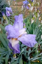 Lot De 20 Rhizomes ( Bulbe ) Iris Mauve Claire Violet Plant d'Iris des Jardins 