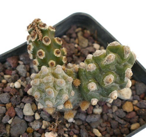 Tephrocactus molinensis - ,