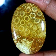 Top Coral Fossile : 96,82 Ct