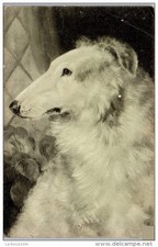 THEME - CHIENS - chien type levrier -