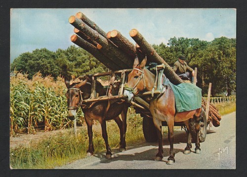 Cpsm dans les landes - dans,