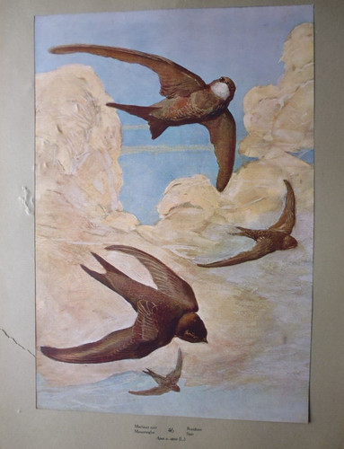 Gravure oiseaux martinet - gravure:,