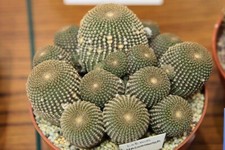 20 Graines de Echinopsis