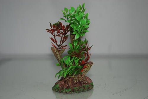 Aquarium bonsaï plante - bonsaï,