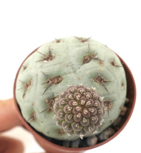 Tephrocactus geometricus - , 1