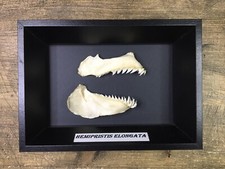 MACHOIRE DE REQUIN DENT DE REQUIN MILANDRE-CHICOR