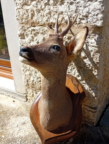 Trophée taxidermie brocard - trophée,