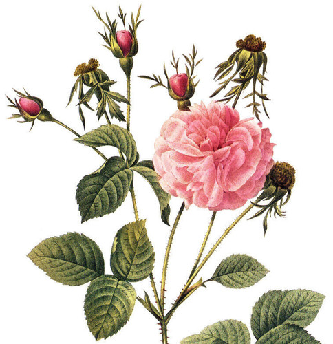 1990 Vintage Print Rose Flower