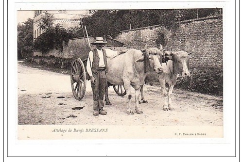 Bressans attelage de boeufs - bressans, :