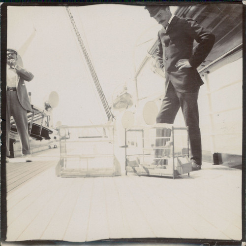 Cages rats sur bateau - rats,