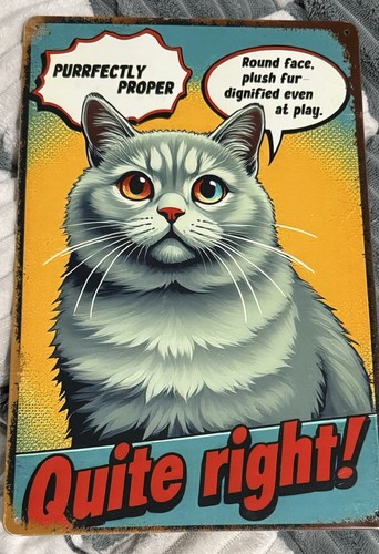 British shorthair cat - british, tin
