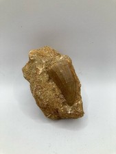 Authentique mosasaure