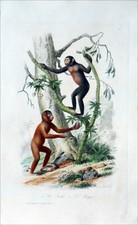 SINGE - LE JOCKO & LE PANGO (ORANG-OUTAN) - Gravure 19e siècle (Edouard Traviès)