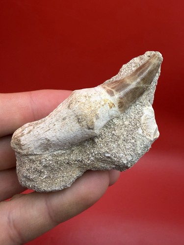 Mosasaur tooth fossil - tooth, in