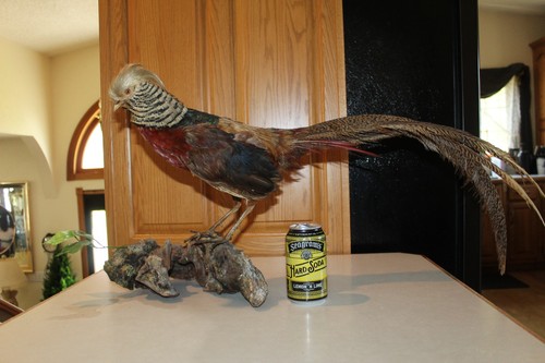 Chinese golden pheasant - chinese,