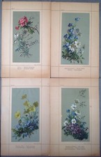 Adèle SCHUPPLI 1831-99 Rare suite 4 planches CHROMOLITHOGRAPHIES Fleur Botanique