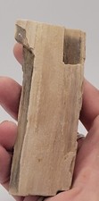 Fossile bois blanc fossilisé