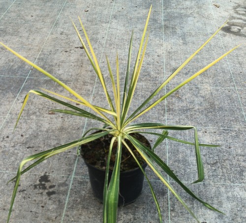 Yucca flaccida golden sword - flaccida, sword'