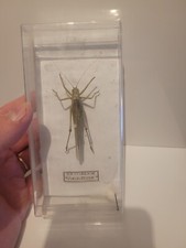 Taxidermie Sauterelle