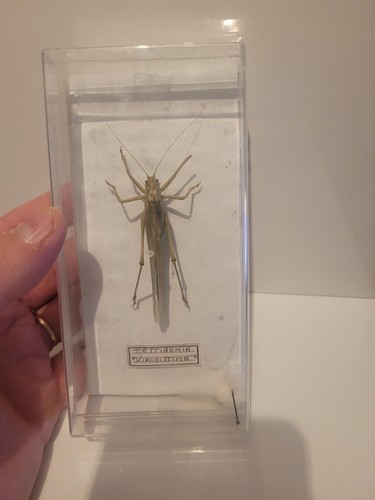 Taxidermie sauterelle - taxidermie,
