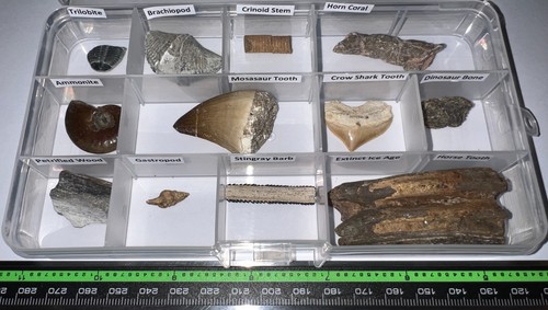 Labeled real fossil lot - real,