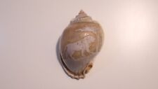 Ancien Coquillage gravé