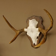 Petite Trophée De Cerf Avec