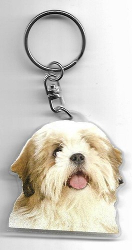 Lhassa apso chien - chien, cles