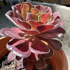 Aeonium kilimanjaro  succulent . Une Plante Avec Racine