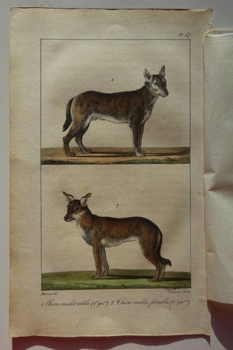 Lithographie chiens 1825 - ,