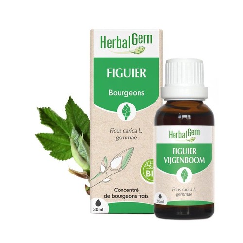 Bourgeons figuier bio - bio,