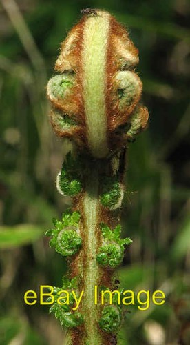 Photo 6x4 tree fern dicksonia - photo, (dicksonia