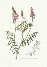 Planche 82 Histoire Naturelle