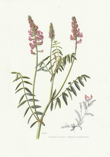 Planche histoire naturelle - histoire,