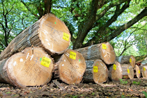 000 superior teak - superior, tree