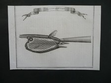 POISSON Cornu appellé le