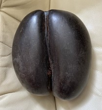 COCO Fesse,Seychelles,coco de mer,cabinet curiosités