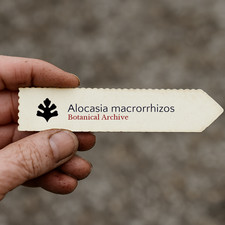 Alocasia macrorrhizos SEEDS -