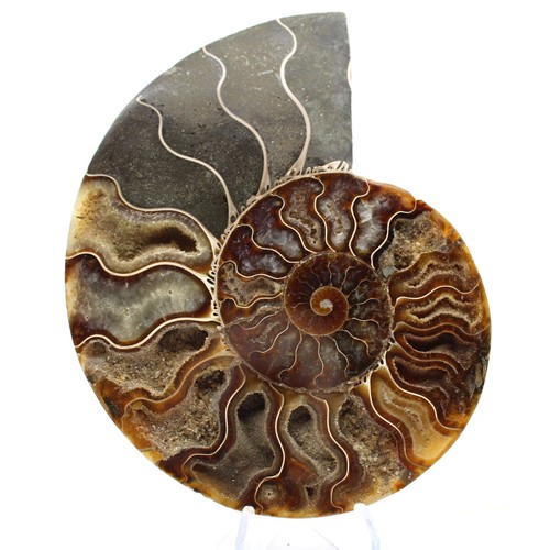 Ammonite fossile sciée - fossile,