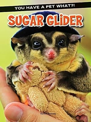 Sugar glider you - sugar, a